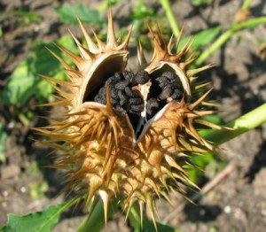 Datura