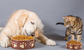 chien et chat, alimentation animale