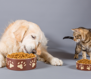 chien et chat, alimentation animale